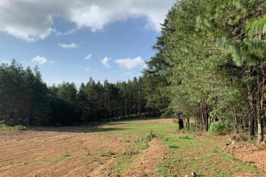 Terreno 2 hectáreas en Hidalgo