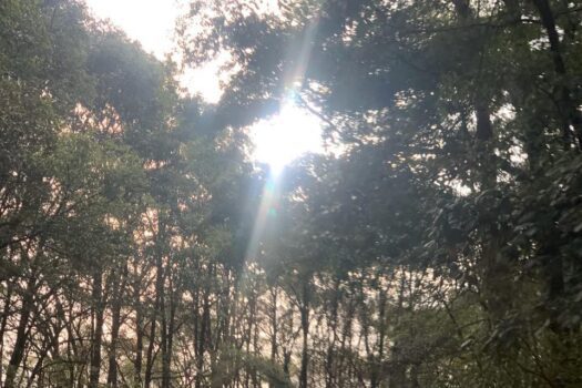 Terreno 2 hectáreas en Hidalgo