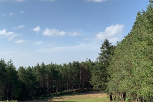 Terreno 2 hectáreas en Hidalgo