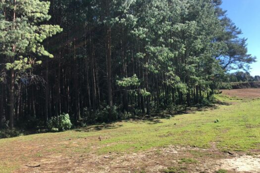 Terreno 2 hectáreas en Hidalgo