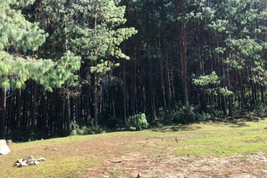 Terreno 2 hectáreas en Hidalgo